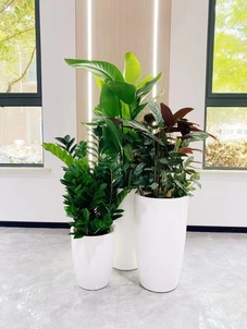 解析宁波江北绿植租摆设计，焕活室内绿意